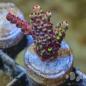 Preview: Acropora Mirabills Eye Candy
